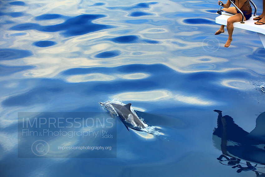 Dolphins in Maldives and woman taking photo stock photo