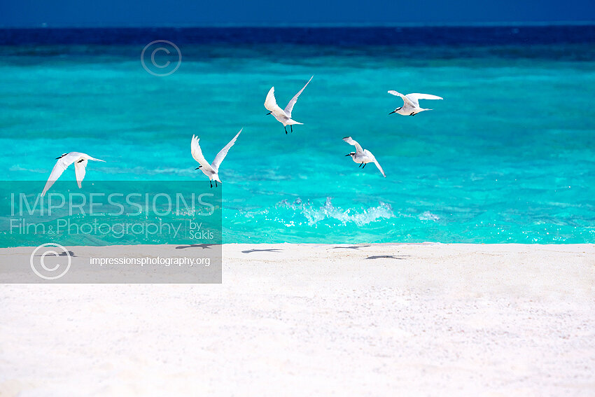Maldives birds - white terns stock photo
