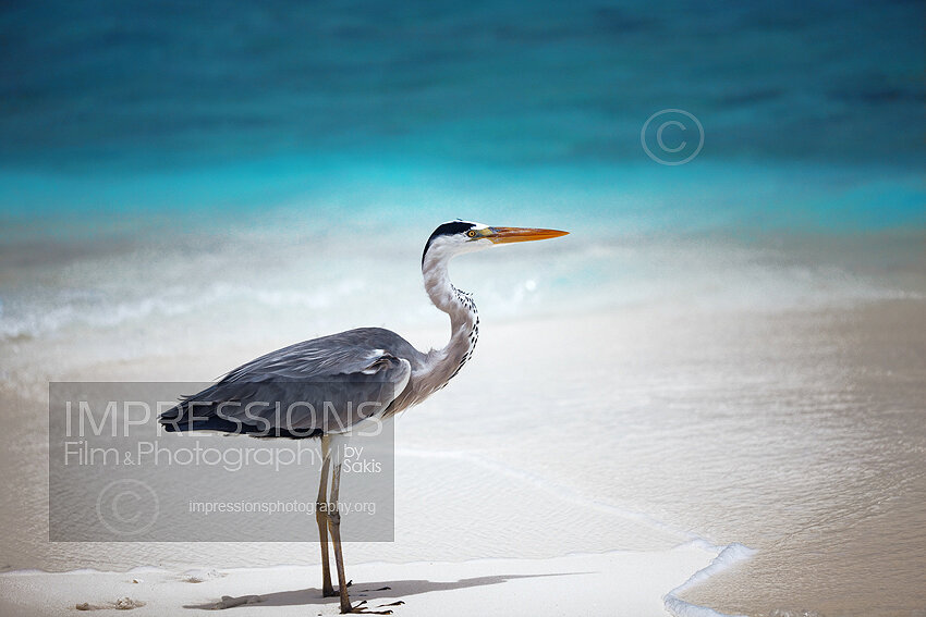 Maldives bird The grey heron on a beach stock photo 