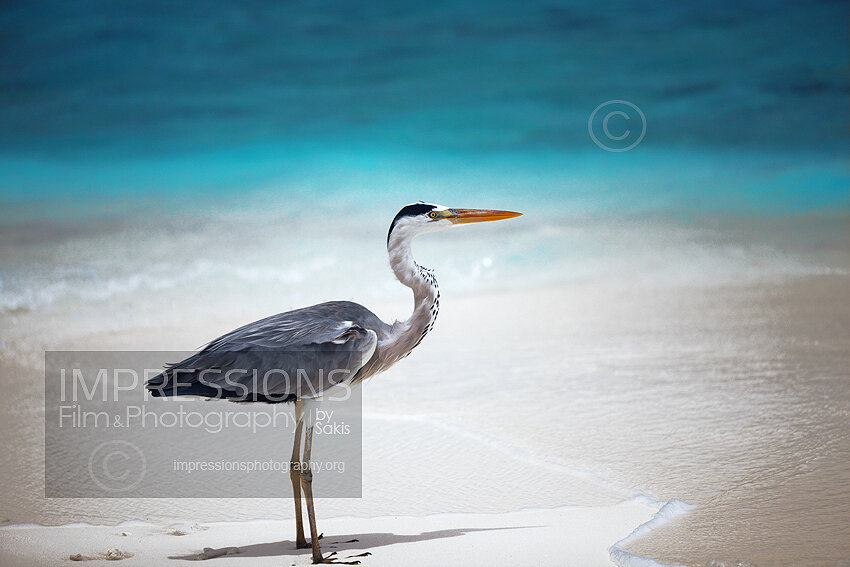 Maldives bird The grey heron on a beach stock photo