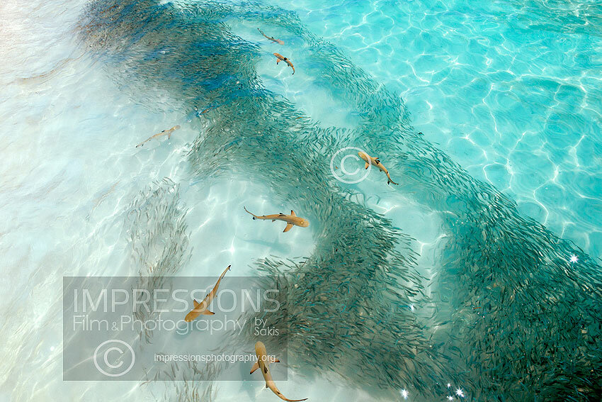 Maldives baby reef sharks stock photo