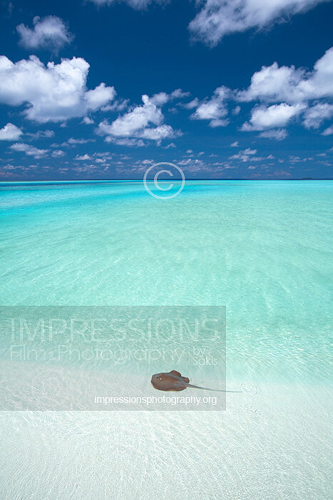 Maldives stingray stock photo