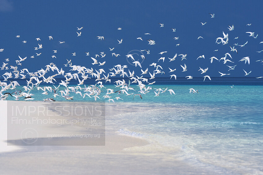 Maldives birds - white terns - stock photo