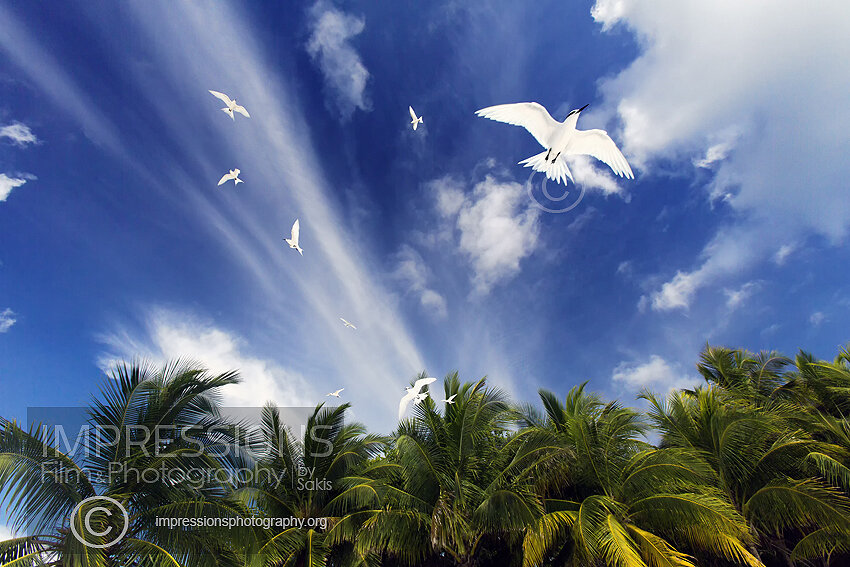 Maldives birds - white terns - stock photo 
