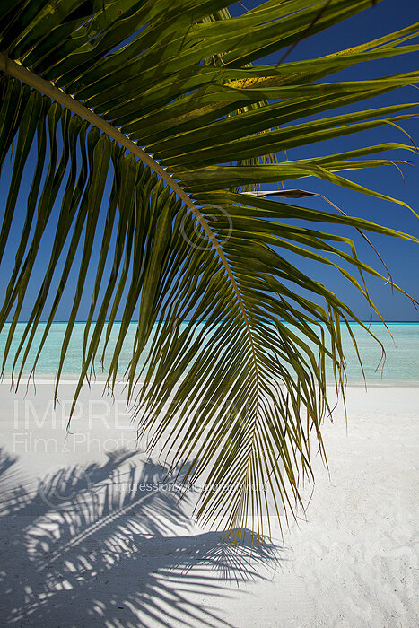 tropical beach and coconut trees in Maldives Stock Photo