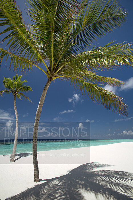 tropical beach and coconut trees in Maldives Stock Photo