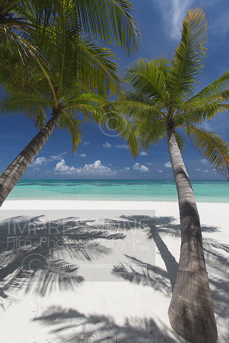 tropical beach and coconut trees in Maldives