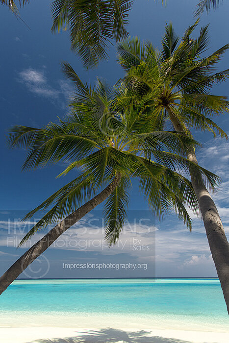 tropical beach and coconut trees in Maldives