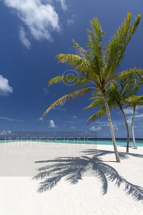 tropical beach and coconut trees in Maldives