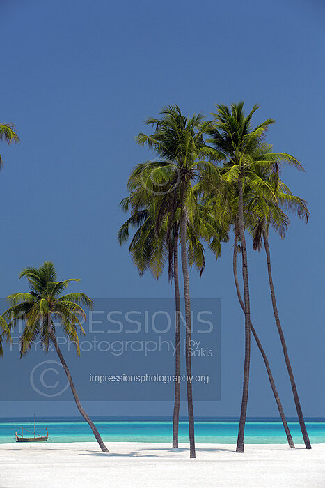 tropical beach and coconut trees with a Maldives traditional boat in Maldives