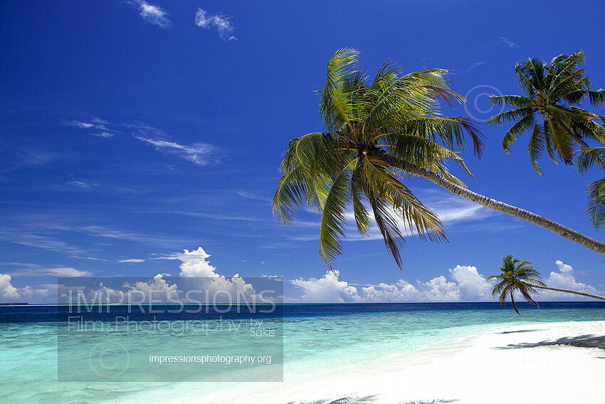 tropical beach and coconut trees in Maldives