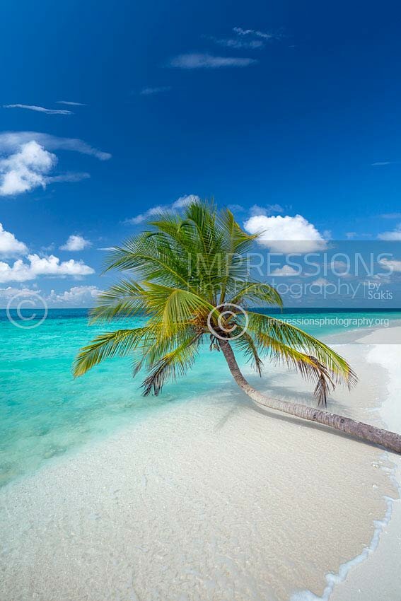 Maldives tropical beach and coconut tree above blue lagoon Stock Photo