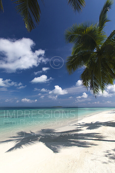 tropical beach and coconut trees in Maldives