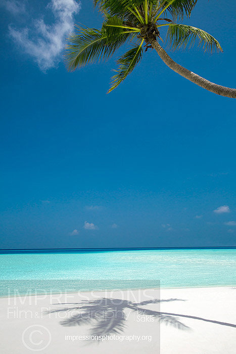 tropical beach and coconut trees in Maldives