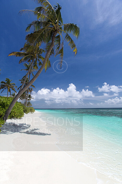 tropical beach and coconut trees in Maldives