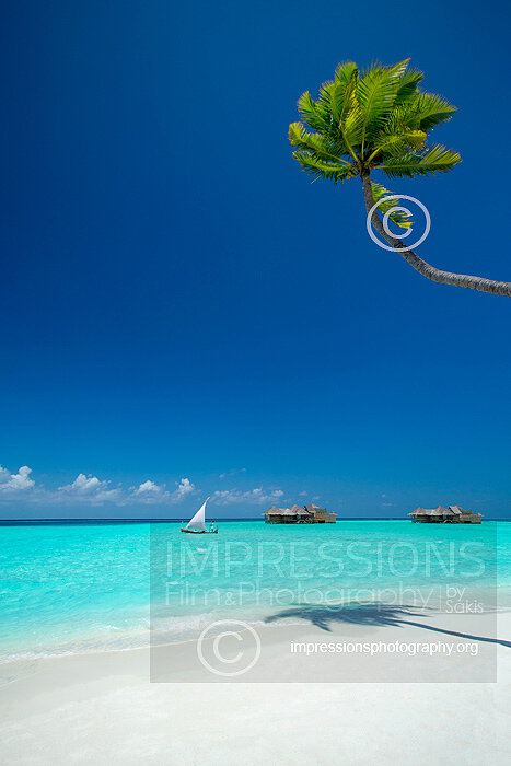 tropical beach in Maldives coconut tree and water villas