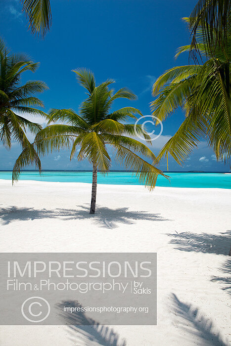 tropical beach and coconut trees in Maldives