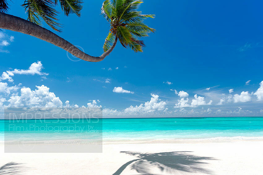 maldives stock photo beautiful beach and palm tree
