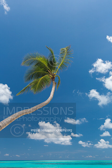 Coconut Palm Tree at Tropical Beach in Maldives with blue sky and blue lagoon