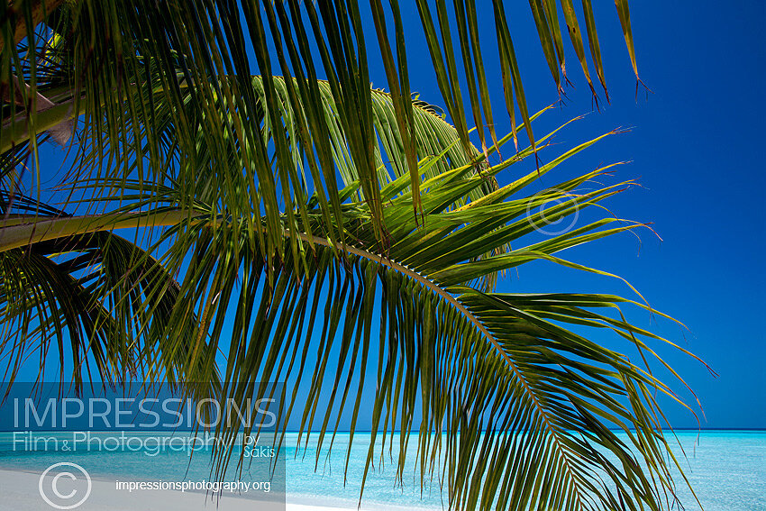 Coconut Palm Tree at Tropical Beach in Maldives with blue sky and blue lagoon
