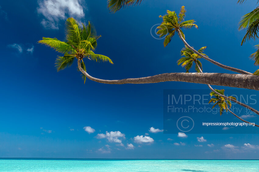 Coconut Palm Tree at Tropical Beach in Maldives with blue sky and blue lagoon