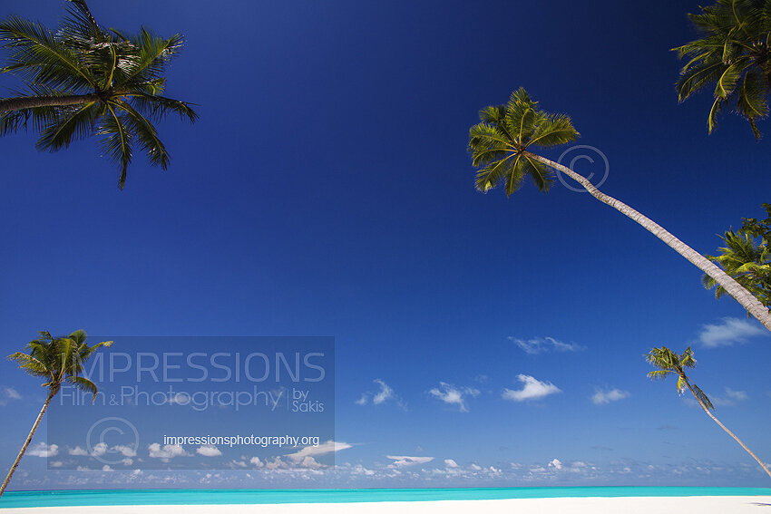 Coconut Palm Tree at Tropical Beach in Maldives with blue sky and blue lagoon