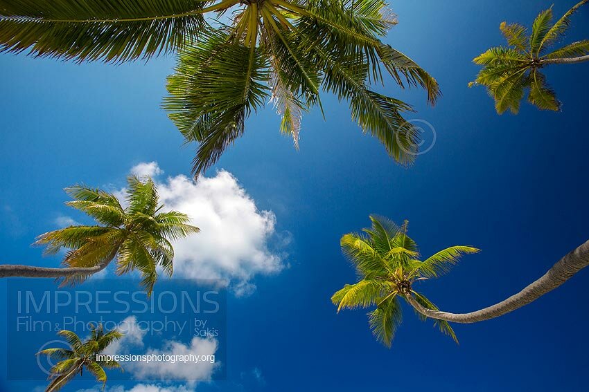 Coconut Palm Tree in Maldives with blue sky