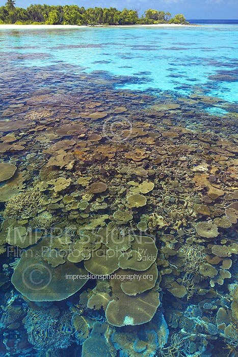 Maldives coral reefs and tropical island stock photo