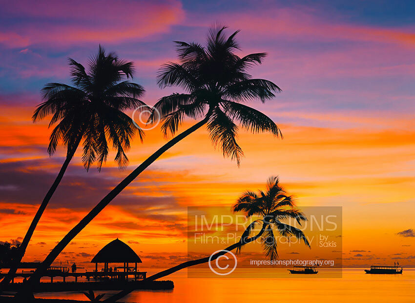 maldives stock photo palm trees and ocean at sunset, Maldives, Indian Ocean, Asia
