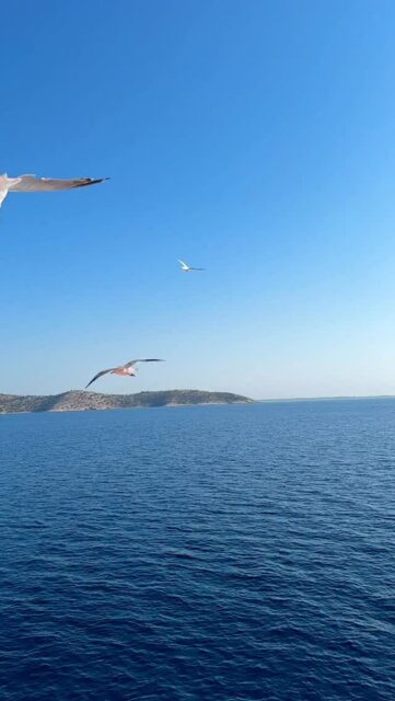 Between hotel and luxury villa photography projects, I let the camera breathe. The Aegean, the islands, the flight of seagulls reminders that beauty is always just beyond the frame. #greekislands #greece #greecestagram #wonderful_places #beautifuldestinations #greecetravel #instamood #instatravel #slowlife #instatravel #visitgreece #freedom