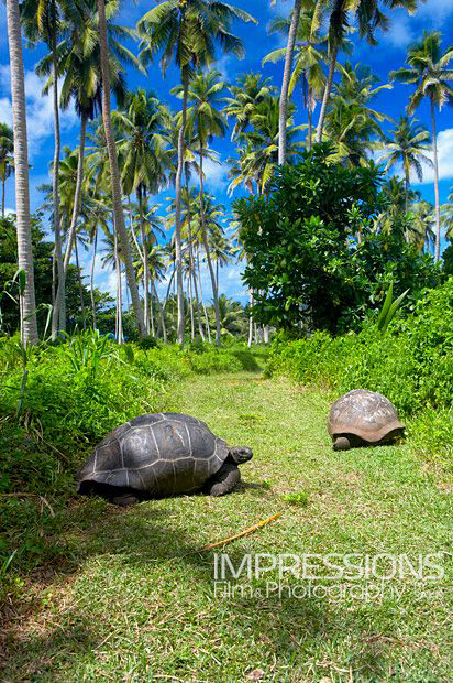 photographer Fregate private Island Seychelles Wildlife photography giant aldabra tortoise