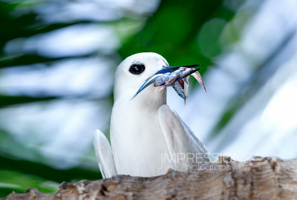 Fregate Island Seychelles Wildlife photography